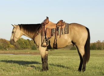 American Quarter Horse, Gelding, 5 years, 15 hh, Buckskin