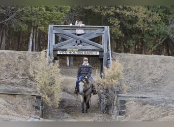 American Quarter Horse, Gelding, 5 years, 15 hh, Buckskin