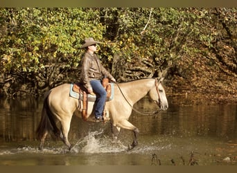 American Quarter Horse, Gelding, 5 years, 15 hh, Buckskin