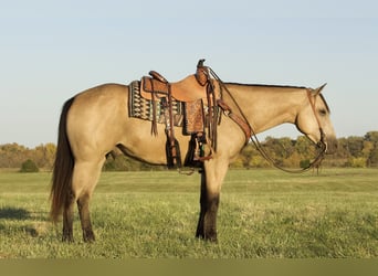 American Quarter Horse, Gelding, 5 years, 15 hh, Buckskin