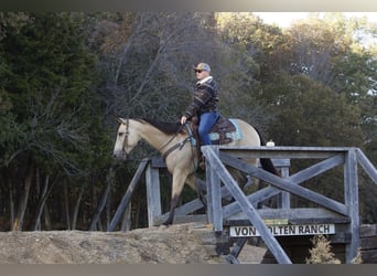 American Quarter Horse, Gelding, 5 years, 15 hh, Buckskin