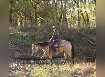 American Quarter Horse, Gelding, 5 years, 15 hh, Buckskin