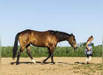 American Quarter Horse, Gelding, 5 years, 15 hh, Buckskin