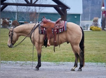 American Quarter Horse, Gelding, 5 years, 15 hh, Buckskin
