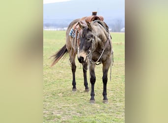 American Quarter Horse, Gelding, 5 years, 15 hh, Buckskin