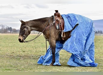 American Quarter Horse, Gelding, 5 years, 15 hh, Buckskin