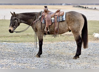 American Quarter Horse, Gelding, 5 years, 15 hh, Buckskin