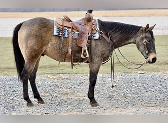 American Quarter Horse, Gelding, 5 years, 15 hh, Buckskin