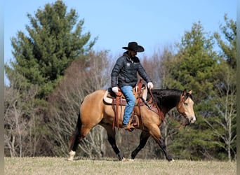 American Quarter Horse, Gelding, 5 years, 15 hh, Buckskin