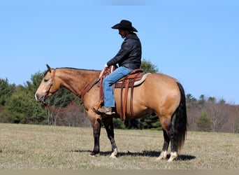 American Quarter Horse, Gelding, 5 years, 15 hh, Buckskin