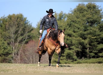 American Quarter Horse, Gelding, 5 years, 15 hh, Buckskin