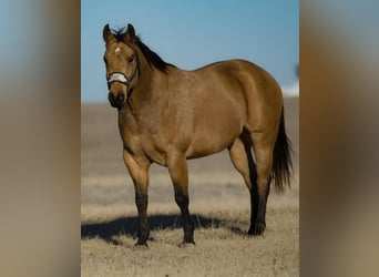 American Quarter Horse, Gelding, 5 years, 15 hh, Buckskin