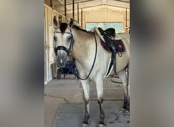 American Quarter Horse Mix, Gelding, 5 years, 15 hh, Buckskin