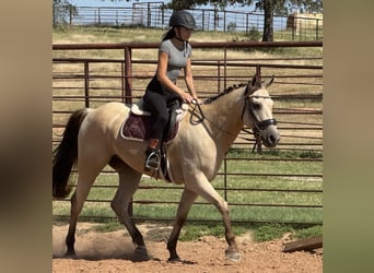 American Quarter Horse Mix, Gelding, 5 years, 15 hh, Buckskin