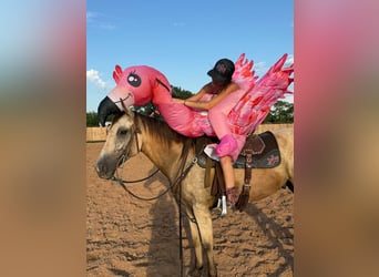 American Quarter Horse Mix, Gelding, 5 years, 15 hh, Buckskin