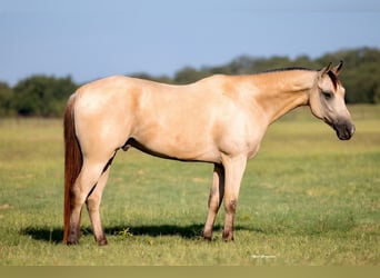 American Quarter Horse Mix, Gelding, 5 years, 15 hh, Buckskin