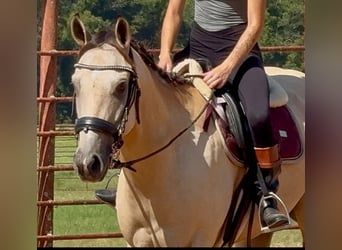 American Quarter Horse Mix, Gelding, 5 years, 15 hh, Buckskin