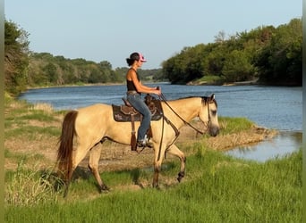 American Quarter Horse Mix, Gelding, 5 years, 15 hh, Buckskin