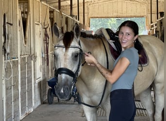 American Quarter Horse Mix, Gelding, 5 years, 15 hh, Buckskin