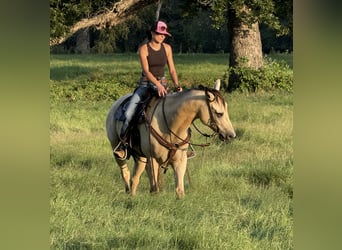 American Quarter Horse Mix, Gelding, 5 years, 15 hh, Buckskin