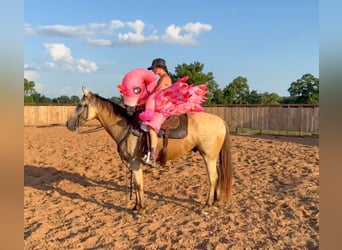 American Quarter Horse Mix, Gelding, 5 years, 15 hh, Buckskin