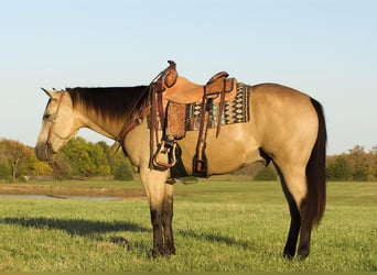 American Quarter Horse, Gelding, 5 years, 15 hh, Buckskin