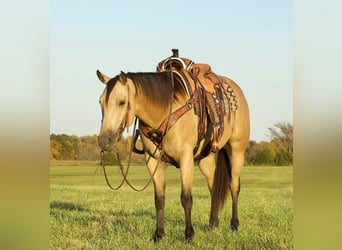 American Quarter Horse, Gelding, 5 years, 15 hh, Buckskin