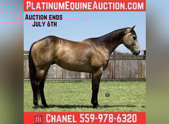 American Quarter Horse, Gelding, 5 years, 15 hh, Buckskin