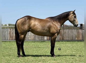 American Quarter Horse, Gelding, 5 years, 15 hh, Buckskin