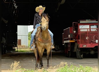 American Quarter Horse, Gelding, 5 years, 15 hh, Buckskin