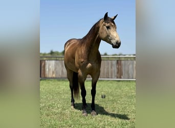 American Quarter Horse, Gelding, 5 years, 15 hh, Buckskin