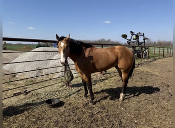 American Quarter Horse, Gelding, 5 years, 15 hh, Buckskin
