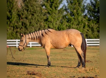 American Quarter Horse, Gelding, 5 years, 15 hh, Buckskin