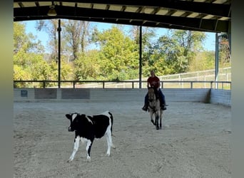 American Quarter Horse, Gelding, 5 years, 15 hh, Buckskin