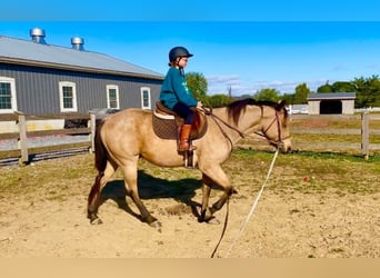 American Quarter Horse, Gelding, 5 years, 15 hh, Buckskin