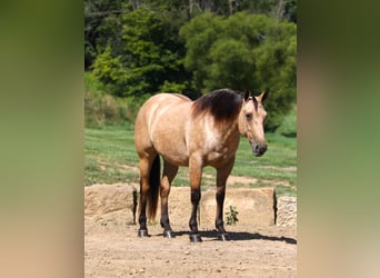 American Quarter Horse, Gelding, 5 years, 15 hh, Buckskin