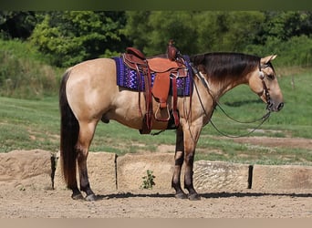 American Quarter Horse, Gelding, 5 years, 15 hh, Buckskin