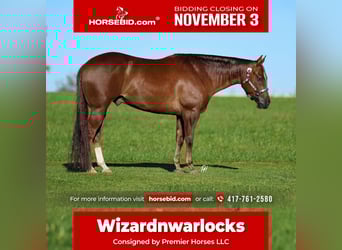 American Quarter Horse, Gelding, 5 years, 15 hh, Chestnut