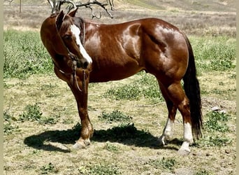 American Quarter Horse, Gelding, 5 years, 15 hh, Chestnut