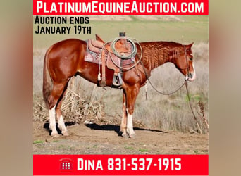 American Quarter Horse, Gelding, 5 years, 15 hh, Chestnut