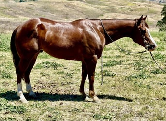 American Quarter Horse, Gelding, 5 years, 15 hh, Chestnut