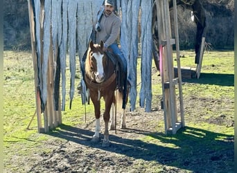 American Quarter Horse, Gelding, 5 years, 15 hh, Chestnut