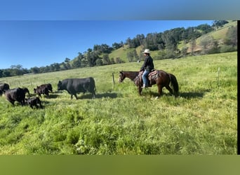 American Quarter Horse, Gelding, 5 years, 15 hh, Chestnut