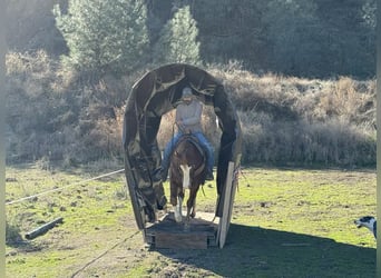 American Quarter Horse, Gelding, 5 years, 15 hh, Chestnut