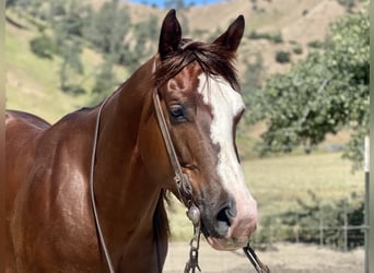 American Quarter Horse, Gelding, 5 years, 15 hh, Chestnut