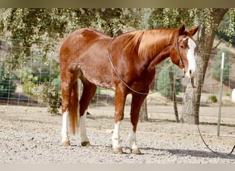 American Quarter Horse, Gelding, 5 years, 15 hh, Chestnut