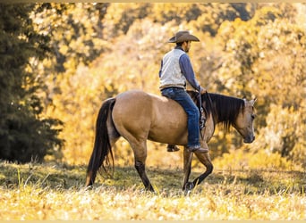 American Quarter Horse, Wallach, 5 Jahre, 15 hh, Falbe