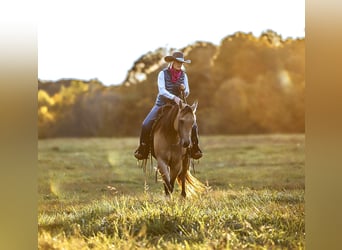 American Quarter Horse, Wallach, 5 Jahre, 15 hh, Falbe