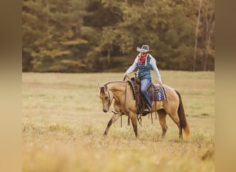 American Quarter Horse, Wallach, 5 Jahre, 15 hh, Falbe