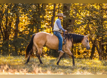 American Quarter Horse, Wallach, 5 Jahre, 15 hh, Falbe